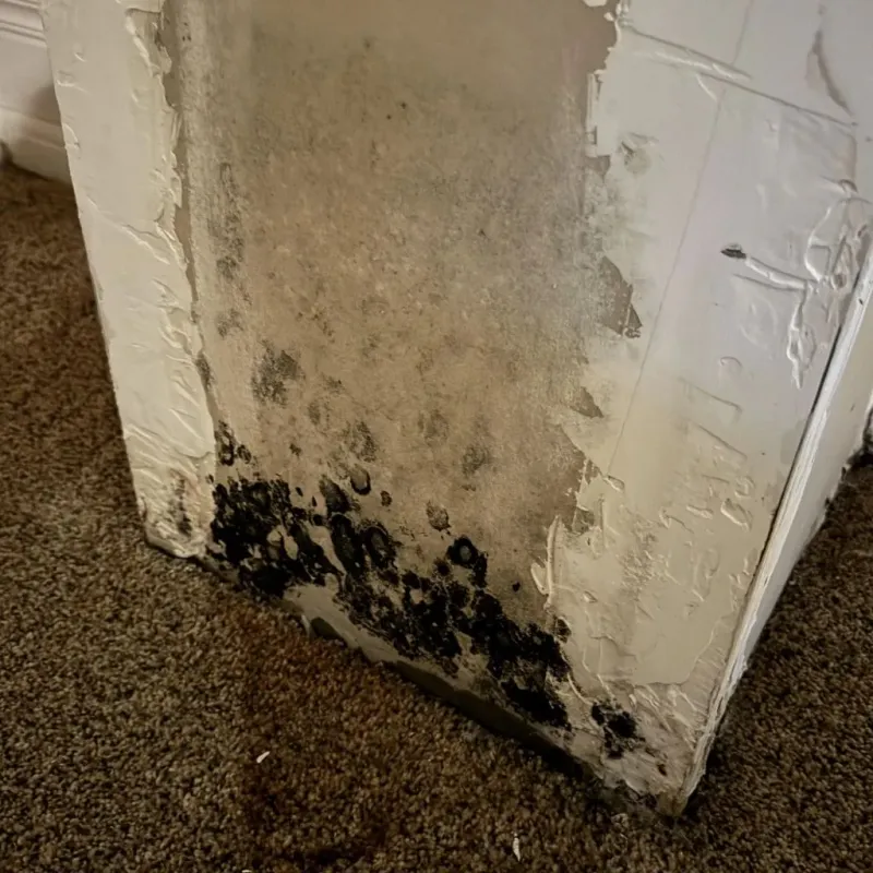 Professional Mold Removal in Sanford, FL